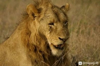 ​坏男孩联盟，狮王之王，恩格拉拉里克