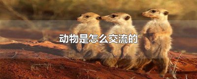 ​动物是怎么交流的
