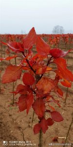 ​红叶杨中的抢手货——千红杨