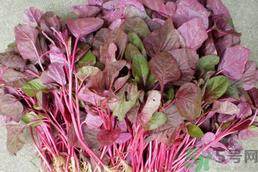 苋菜可以和牛肉一起吃吗?苋菜能和牛肉同吃吗? 苋菜可以和牛肉一起吃吗?苋菜能和牛肉同吃吗?