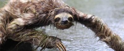 ​水猴子是什么动物？真实存在的吗？