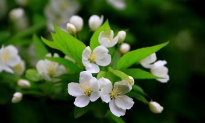 ​诗词｜梨花淡白柳深青,柳絮飞时花满城