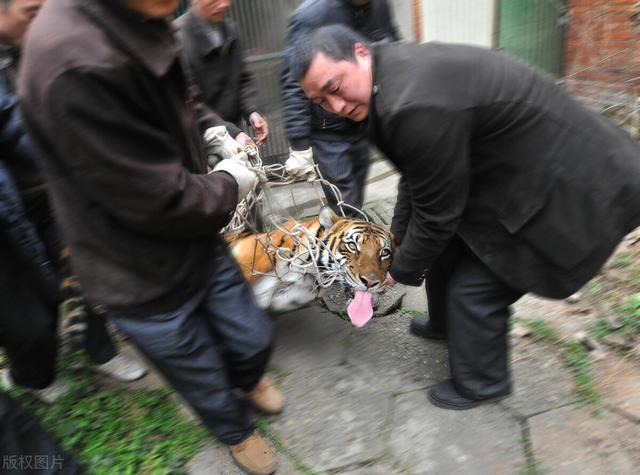 最近老虎咬死人的事件发生在哪里（河南南阳两只老虎咬死饲养员）(7)