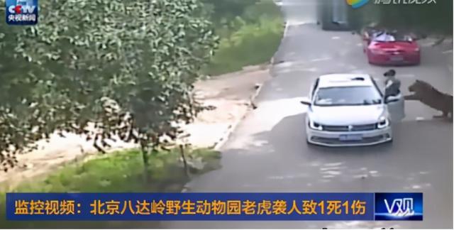 最近老虎咬死人的事件发生在哪里（河南南阳两只老虎咬死饲养员）(4)
