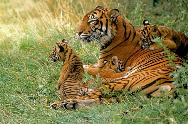 最近老虎咬死人的事件发生在哪里（河南南阳两只老虎咬死饲养员）(12)