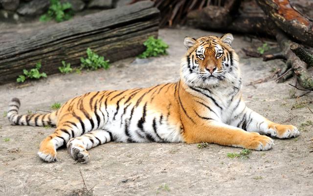 最近老虎咬死人的事件发生在哪里（河南南阳两只老虎咬死饲养员）(3)