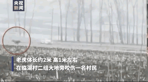 最近老虎咬死人的事件发生在哪里（河南南阳两只老虎咬死饲养员）(1)