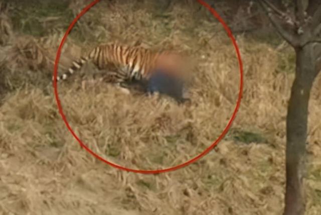 最近老虎咬死人的事件发生在哪里（河南南阳两只老虎咬死饲养员）(6)