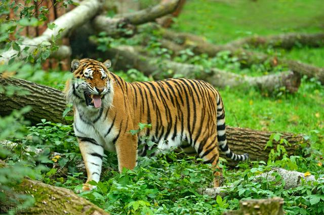 最近老虎咬死人的事件发生在哪里（河南南阳两只老虎咬死饲养员）(10)