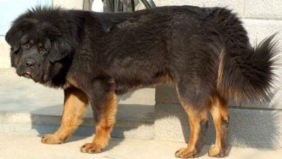 ​养萨摩耶简要的提五点常识，主人留心这几点方面