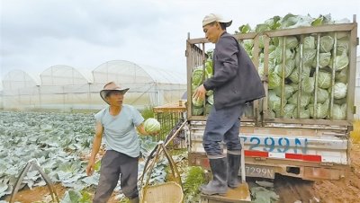 ​小小莲花白 远销北上广