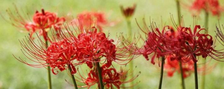 彼岸花为什么不能养在家里（寓意不是很吉利 含有毒素的）