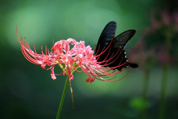 彼岸花为什么不能养在家里（寓意不是很吉利 含有毒素的）