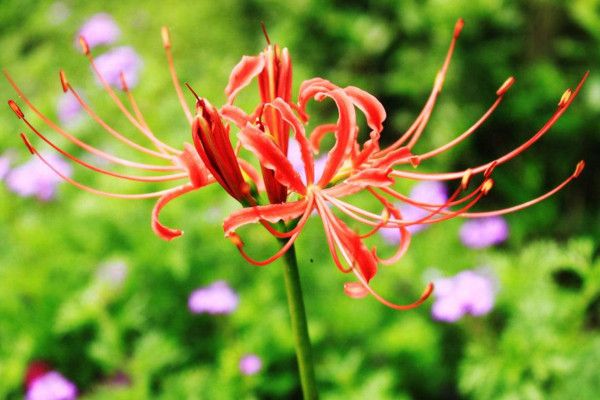 彼岸花为什么不能养在家里（寓意不是很吉利 含有毒素的）