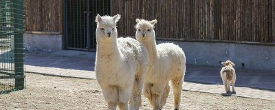 ​羊驼是羊还是驼 羊驼究竟是羊还是驼正确答案是驼