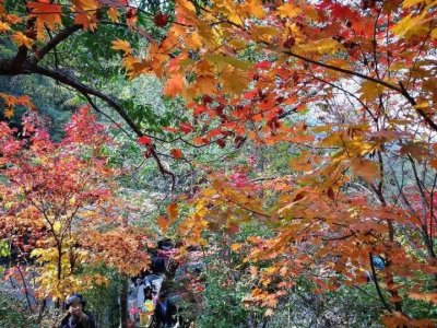 ​金秋绚丽多彩，九如山美景如画