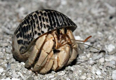 ​寄居蟹(寄居蟹会冬眠吗)