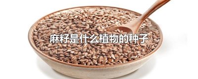 ​麻籽是什么植物的种子