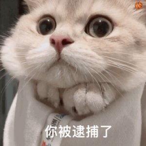 ​“通人性” 的四种猫，养一只，算你捡到宝！