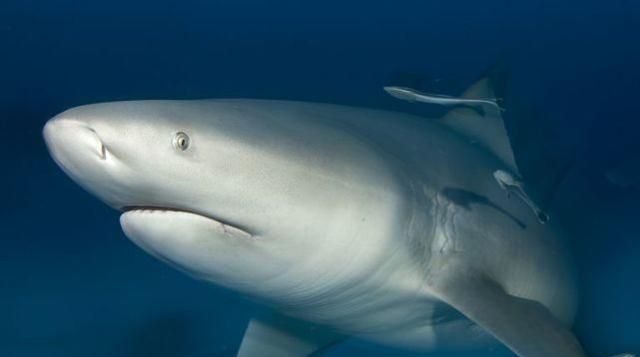 海水鱼放在淡水中会怎样，把海水鱼扔到淡水里，结果会怎样呢？图8