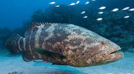 如果把咸水鱼放在淡水中会发生什么