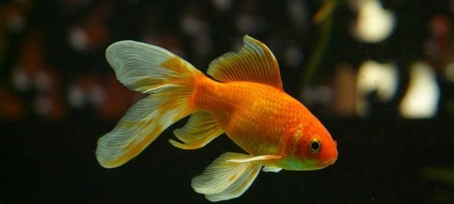 海水鱼放在淡水中会怎样，把海水鱼扔到淡水里，结果会怎样呢？图2