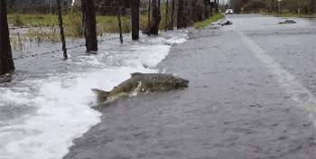 海水鱼放在淡水中会怎样，把海水鱼扔到淡水里，结果会怎样呢？图7
