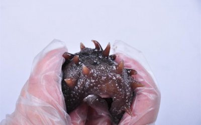 ​吃海参的功效与作用（海参的十大治病功效）