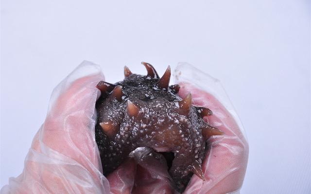 吃海参的功效与作用（海参的十大治病功效）(1)