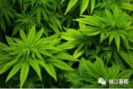 我们知道的毒品知识（毒品小知识）(4)