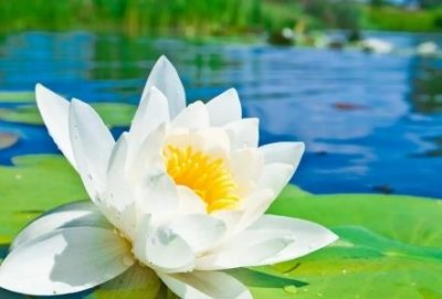 ​怎么样制做珍珠奶茶制作一杯珍珠奶茶的成本是多少钱