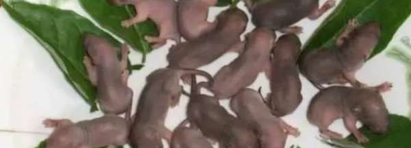 三叫菜是什么,三叫菜是什么菜图1