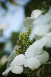 ​洁白如雪的扬州琼花