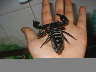 ​每日一更（雨林蝎）