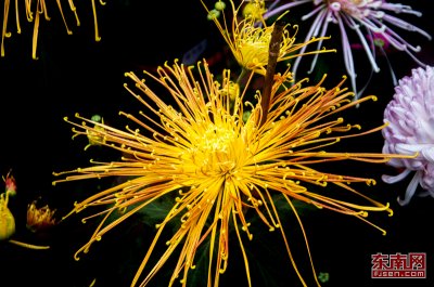 ​重阳节习俗有哪些（重阳节的民间风俗讲解）