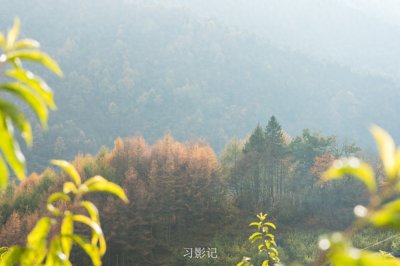 ​去川西看那金色的山林吧——卧龙甘海子一日行