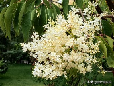 ​暴马丁香，佛门的“西海菩提树”