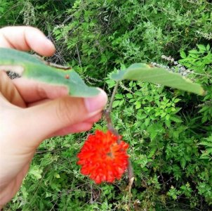 ​黄帝故里始祖山