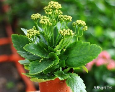 ​长寿花的花期在什么时候？怎么养才能爆盆？记住这几点很重要