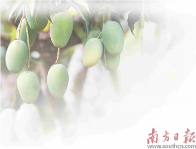 ​覃斗芒果靠什么持续“出圈”？