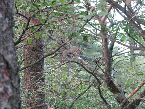 黄山登山旅游图集 路线：南大门云谷寺-白鹅岭-光明顶日出