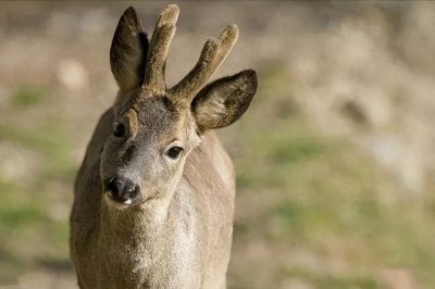 ​傻狍子到底有多傻？好奇心重、遇人不躲，为啥还没灭绝？