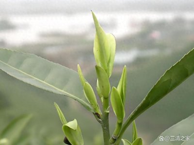 ​黄金芽是安吉白茶的一种吗？深度剖析两者关系