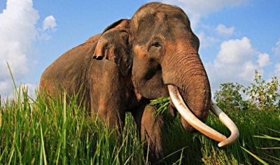 ​眼镜蛇王的毒性：让大象也感到畏惧