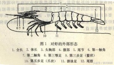 ​南美对虾和基围虾（对虾基围虾南美白对虾）