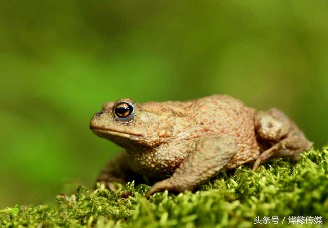 干蟾皮的功效与作用（蟾蜍的十五大功效）(2)