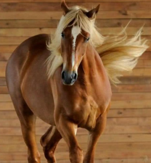 《马说》一文中千里马指的是什么伯乐又指的是什么