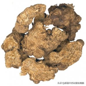 ​北苍术家种要产新了