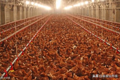 ​蛋鸡各日龄段参考饲料配方