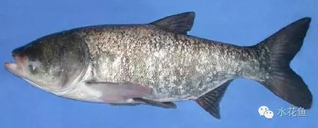 鲢鳙生长过程（鲢鳙花白鲢鱼的摄食与生长）(6)